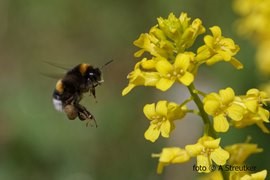 Bij op een gele bloem